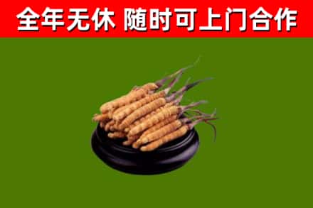 矿区烟酒回收冬虫夏草.jpg
